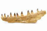Mosasaur (Prognathodon) Jaw with Ten Teeth - Morocco #259678-1